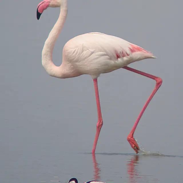 Stage de découverte ornithologique_Arles