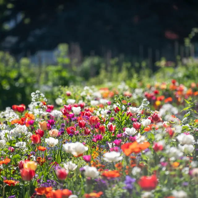 Atelier pratique : faire son jardin de A à Z_Annecy