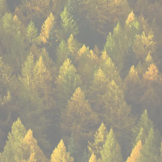 Formation Forêts de montagne_Arvieux