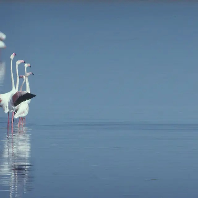Le label RAMSAR et les zones humides : historique et perspectives_Arles