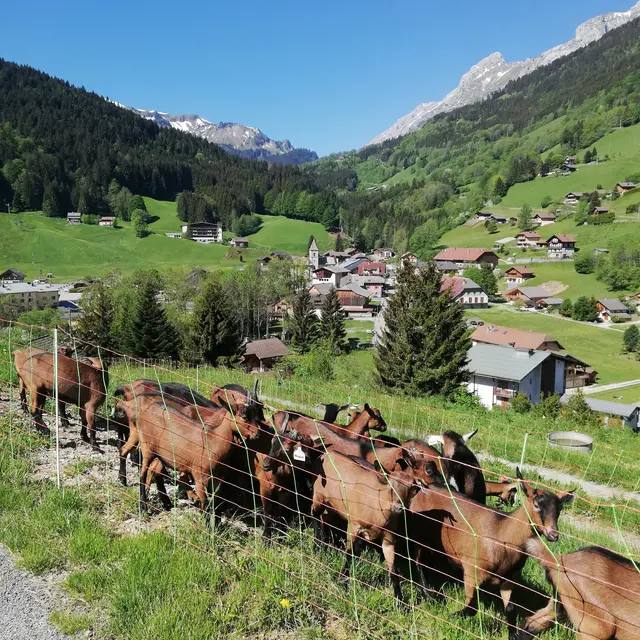 Les chèvres de la Ferme d'en Haut