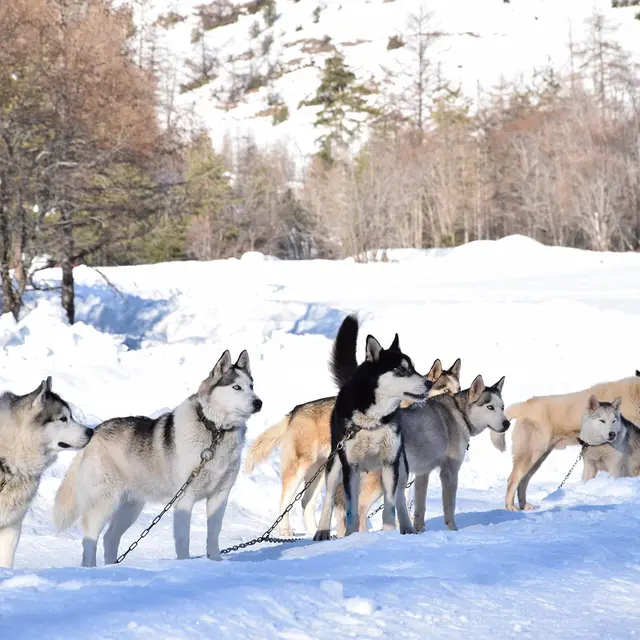 Chiens de traîneau avec Légende Polaire
