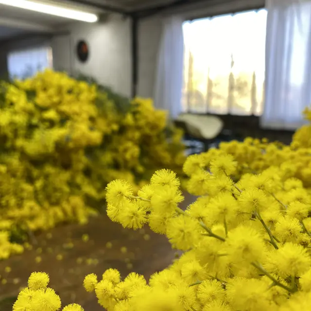 Forcerie de Mimosa Di Certo  Lamimeuca_Mouans-Sartoux