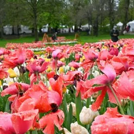 Fête des Tulipes_Saint-Denis