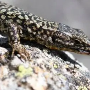 Balade naturaliste : un oeil sur les reptiles de la Réserve_Allex