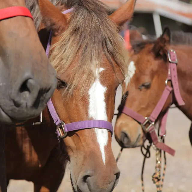 Balades en poney ou ânes