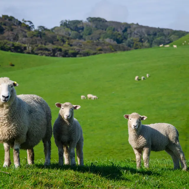 Portes ouvertes de la ferme Poil et Laine