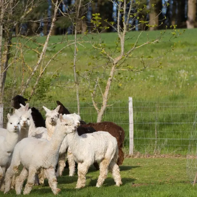 De ferme en ferme - La Ferme de Kalmia_Cottance
