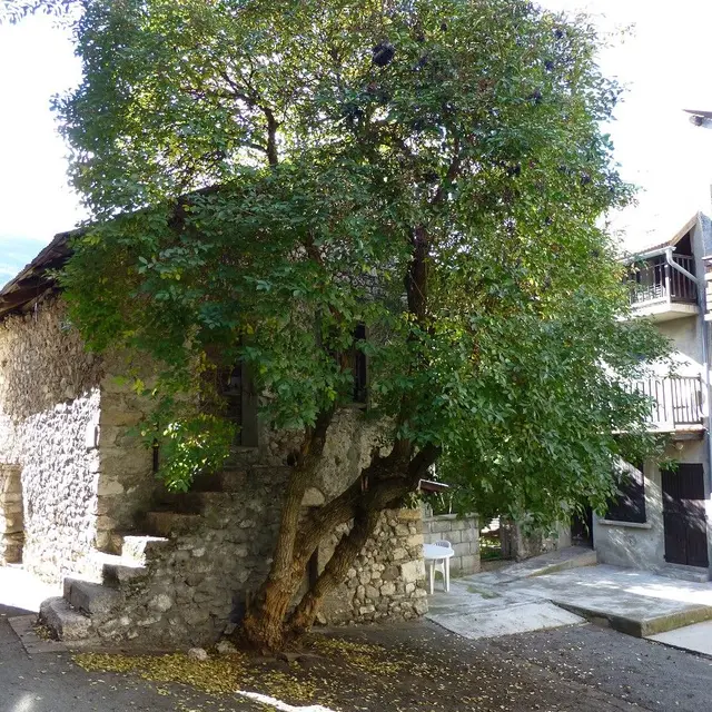 Place du Sureau