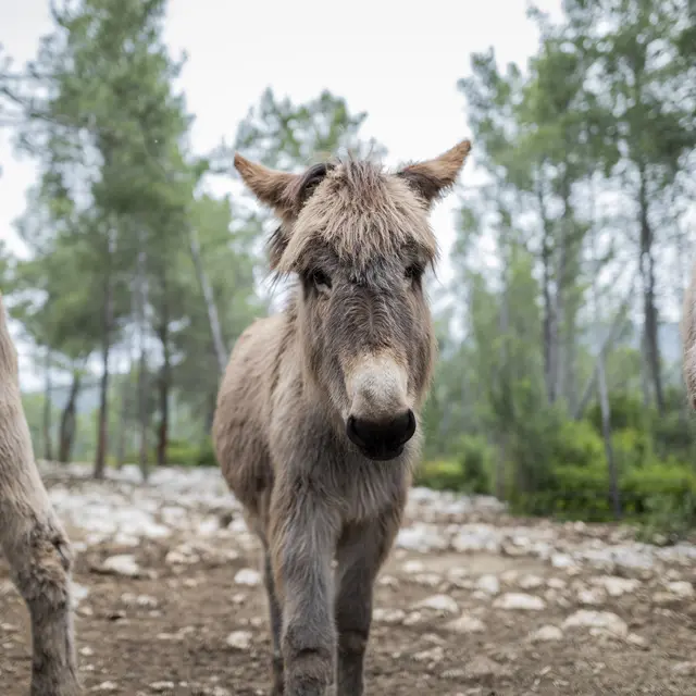 #RDVduParc • Sortie à l'asinerie_Cuges-les-Pins