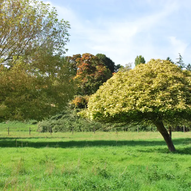 Prairie communale Le Mesnil le Roi
