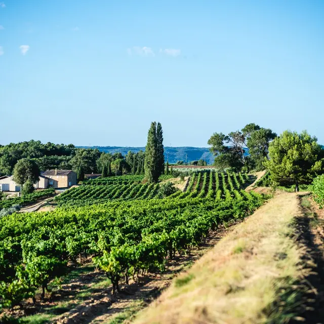 Domaine La Réméjeanne_Sabran