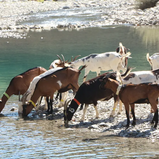 Chèvre au bord du Jabron