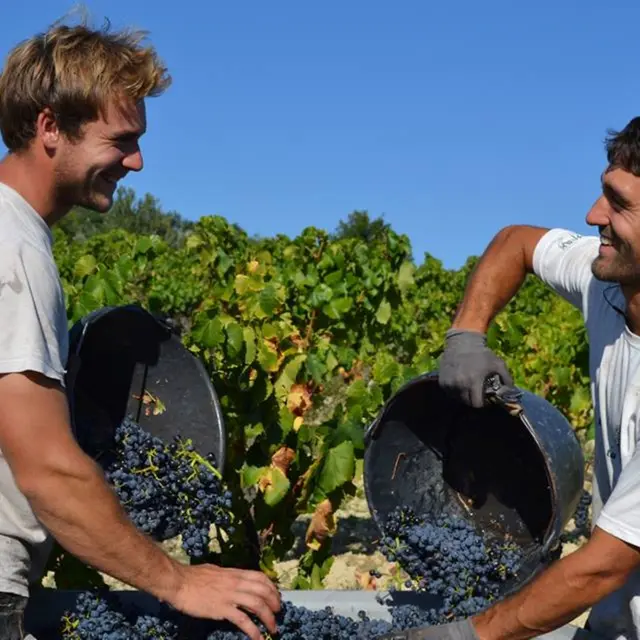 Visite du vignoble et de la cave - Domaine Ferme des Arnaud_Villedieu