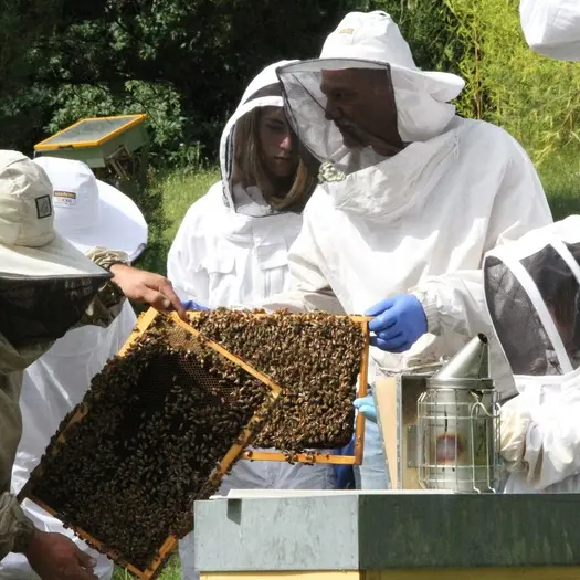 Apiculture Embrun