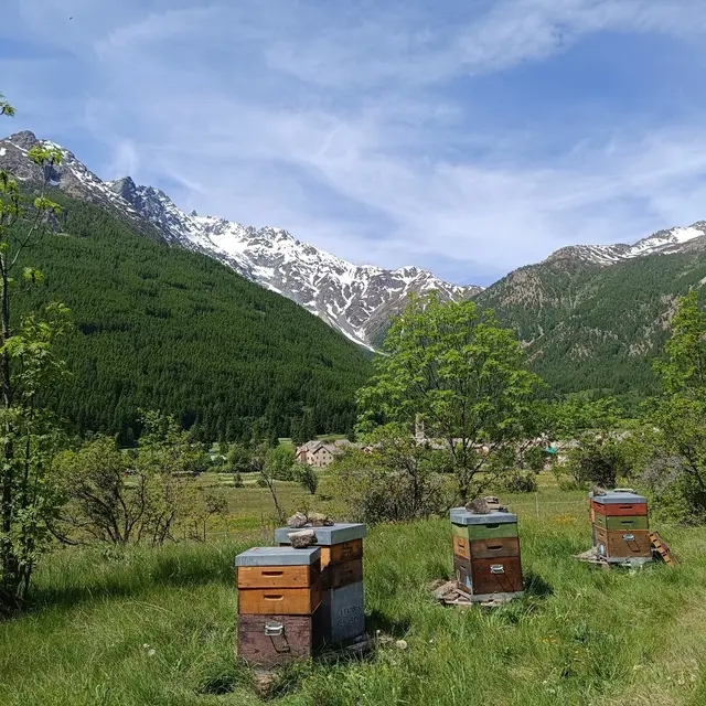 Rucher dans la haute vallée de la Guisane