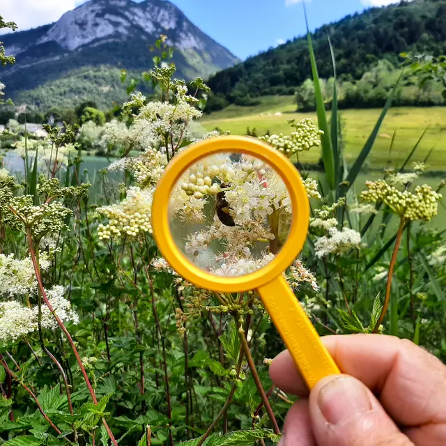 Découverte des Plantes sauvages comestibles et médicinales Savoie