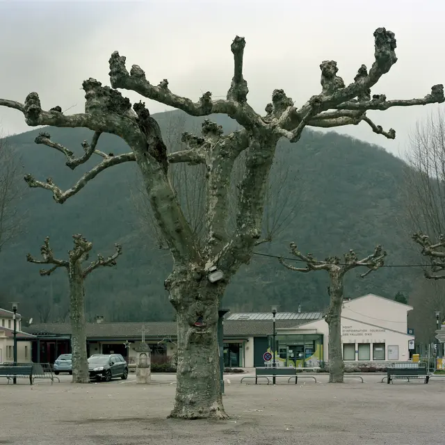 L’arbre de Cedric (Les Arbres), plan film 4x5 inches, négatif couleur, Dimension variable, 2020-2025