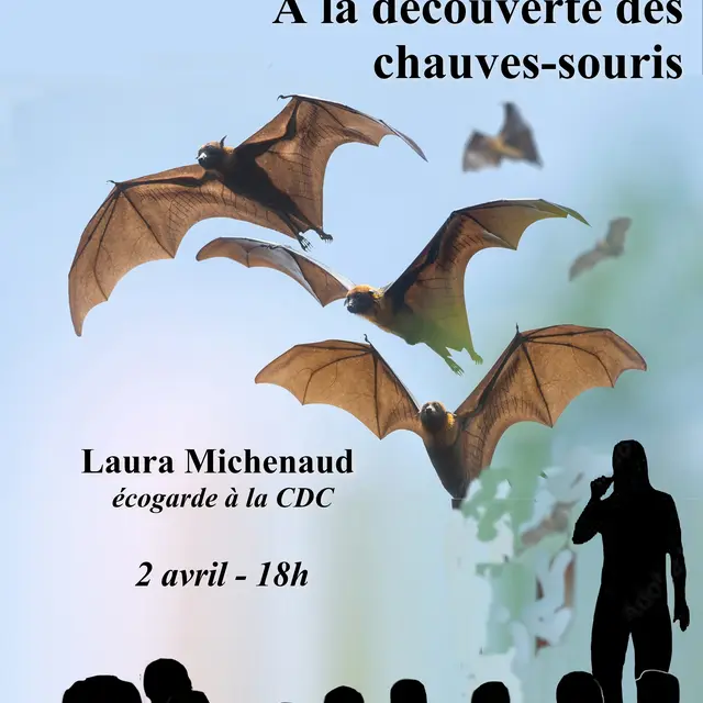 Affiche de la causerie rétaise - À la découverte des chauves-souris