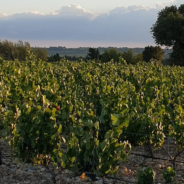 Domaine Font de Courtedune