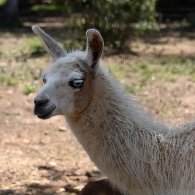 Parc Animalier de Ginasservis - Ginasservis
