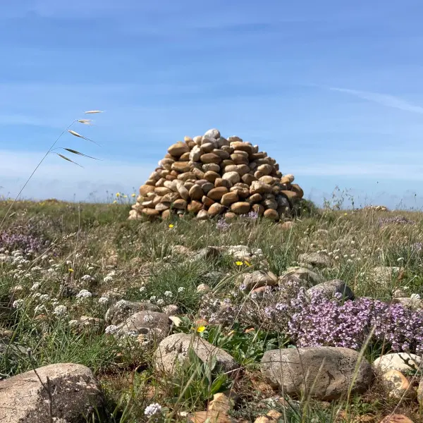 Sortie nature du Muséum : Réserve des Coussouls de la Crau