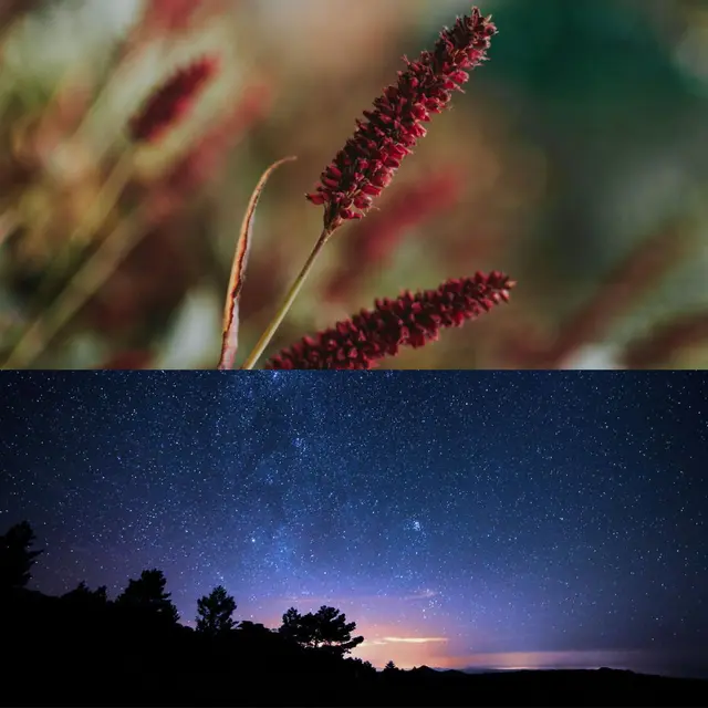 Sortie Botanique & Soirée Astronomie_Vialas