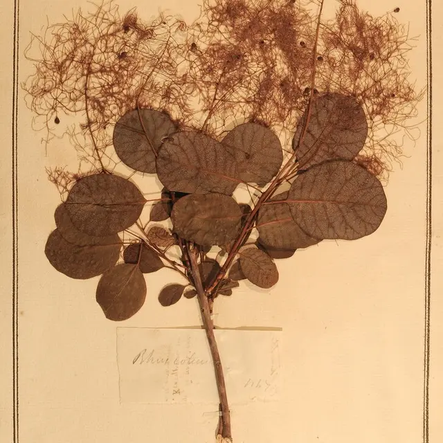 Herbiers scientifiques_Avignon