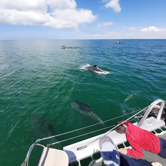 Observation de dauphins depuis le Dream'On