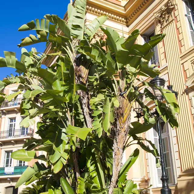 Strelitzia à la mairie