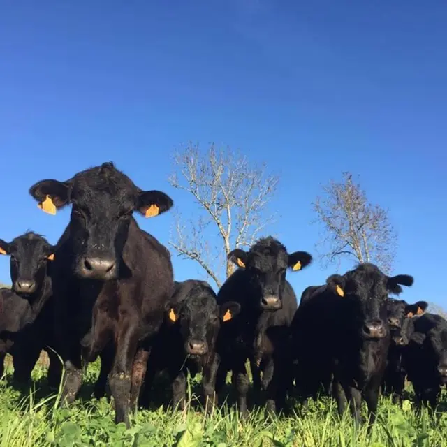 Les vaches Black Angus
