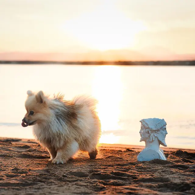 Plage de Saint-Aygulf pour chiens_Fréjus