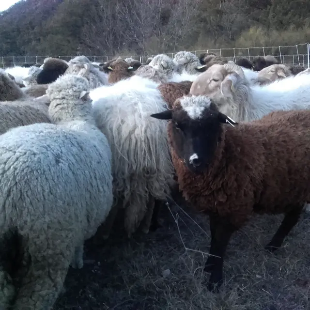 Ferme de la Brouisse
