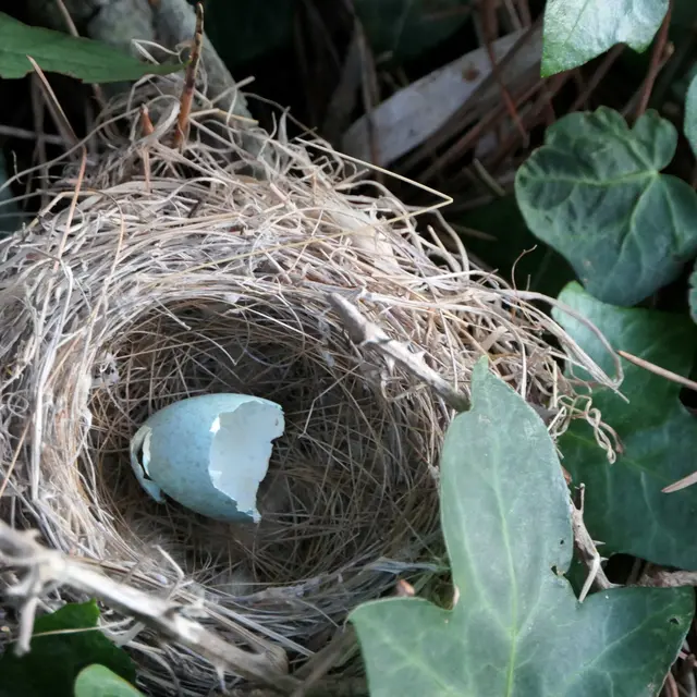 Activité famille « Sur les traces des animaux en hiver »_Rayol-Canadel-sur-Mer