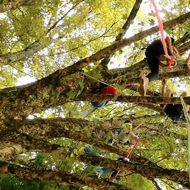 Fête de la nature : Grimpe dans les arbres_Thônes