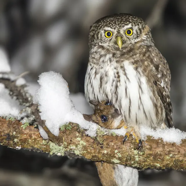 Sortie LPO - Observation des oiseaux nocturnes_Plateau des Petites Roches