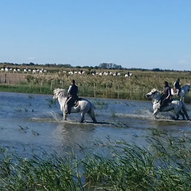 Gardians de Camargue