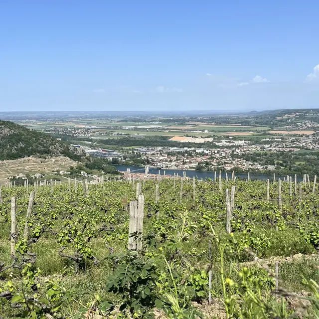 Randonnée gastronomique à travers les vignes_Andance