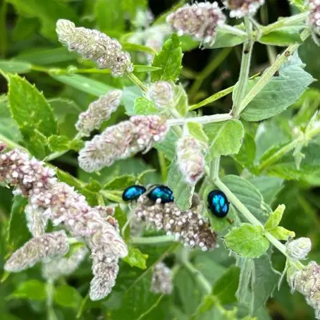 Fête de la Nature - journée spéciale insectes_Présilly