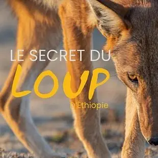 Cinéma: Le secret du loup d'Ethiopie_Cruseilles