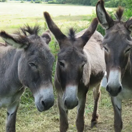 Les balades à dos d’ânes_Biot