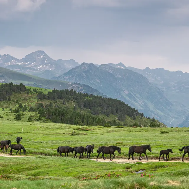 Chemin de la Transhumance Plateau de Beille - Val d'Incles