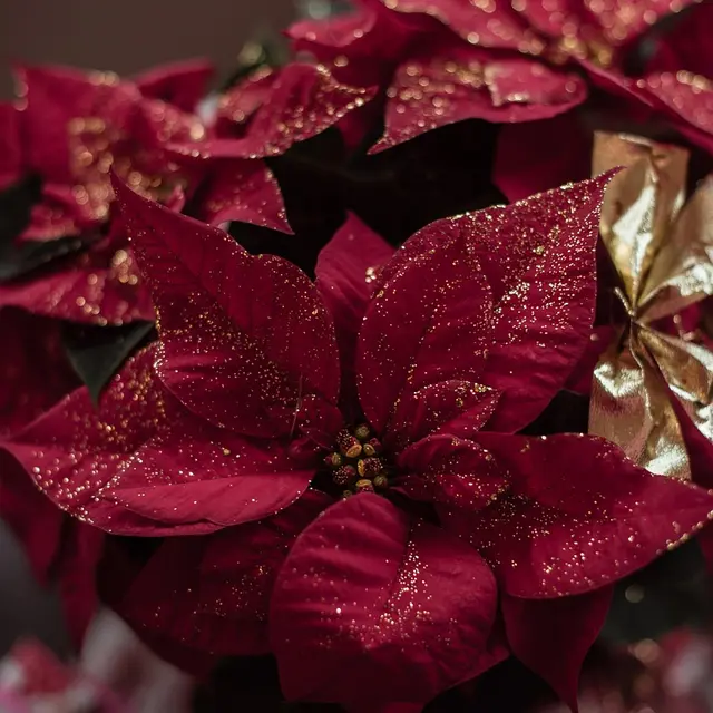 Atelier décoration de Noël à Figuière_La Londe-les-Maures