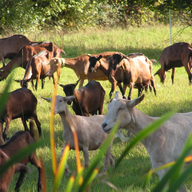 Ferme Rognard Biagui à Illiat
