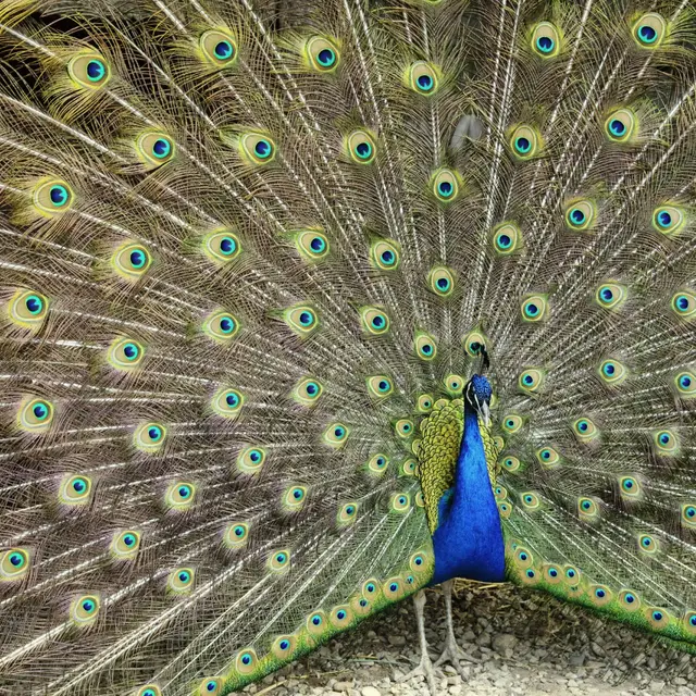 Mission découverte : Visite et pop corn_Sarrians