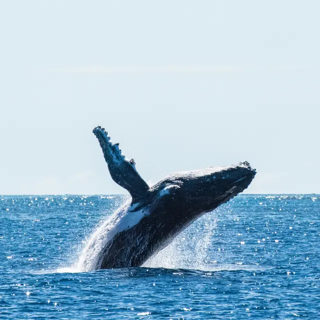 Aventure Marine