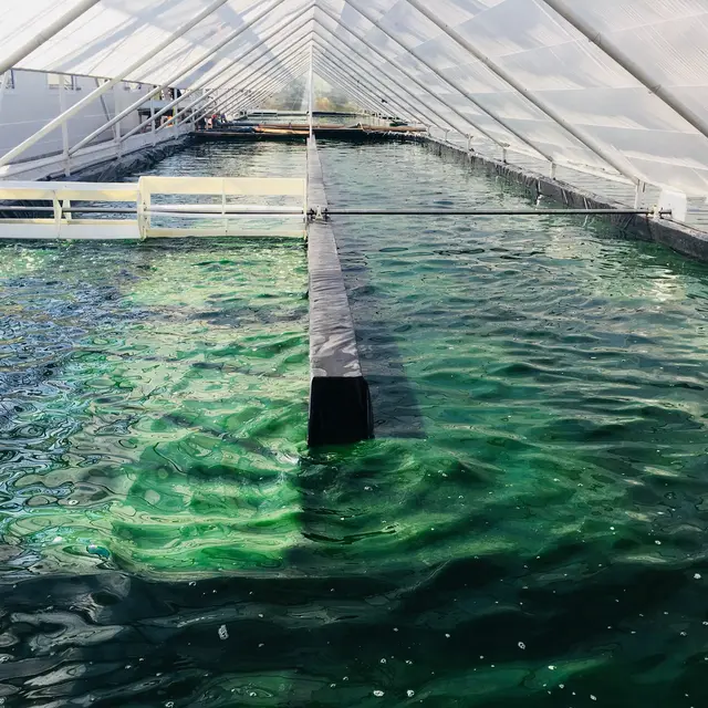Bassin de spiruline