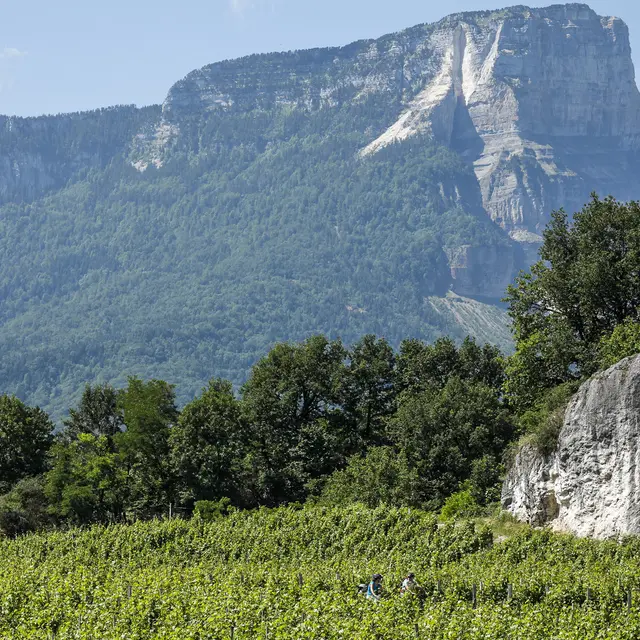 La falaise du Mont Granier depuis la vallée