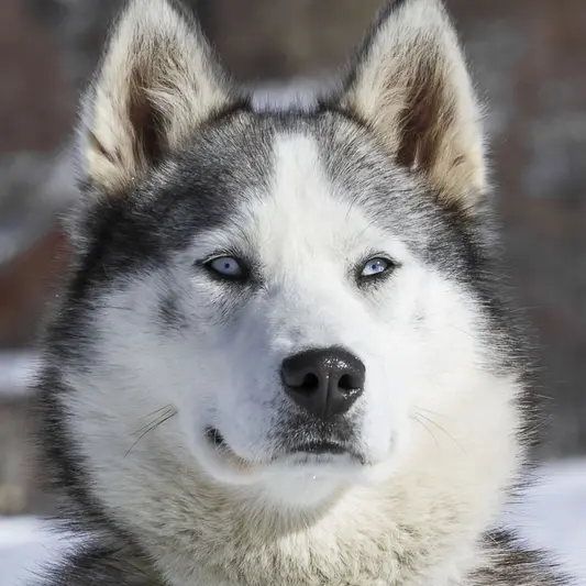 AZAK Chiens de traîneau du Queyras