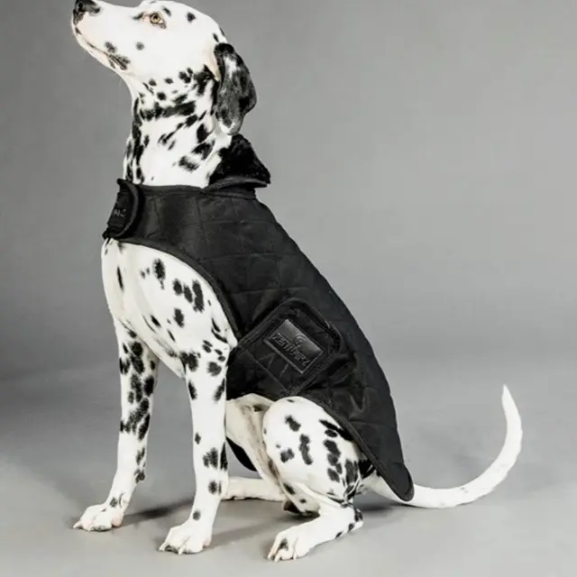 Atelier couture - habit pour chien_Cervières
